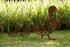 Escultura de Jardim - Patos