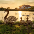 Escultura de Jardim - Cisnes